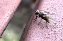 Muscidae