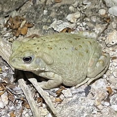 Incilius alvarius