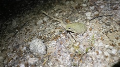 Incilius alvarius