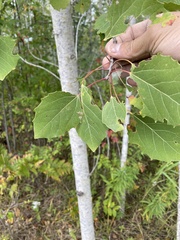 Populus grandidentata