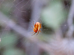 Hypsosinga sanguinea