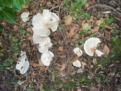 Lactifluus piperatus