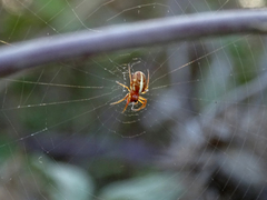 Hypsosinga sanguinea