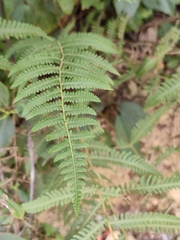 Coryphopteris japonica