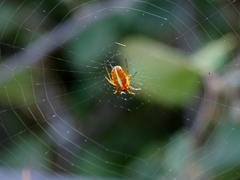 Hypsosinga sanguinea