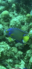 Holacanthus ciliaris