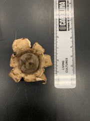 Geastrum saccatum