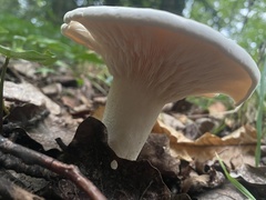 Lactifluus piperatus