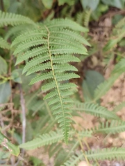 Coryphopteris japonica
