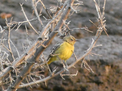 Icterus parisorum