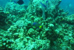 Holacanthus ciliaris