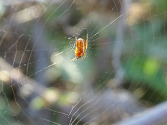 Hypsosinga sanguinea