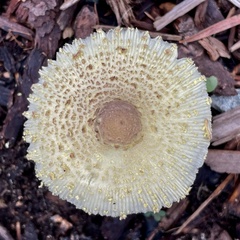 Leucocoprinus tricolor