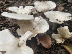 Lactifluus piperatus