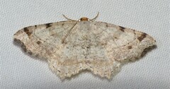 Macaria bisignata