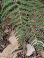 Coryphopteris japonica