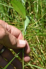 Symphyotrichum spathulatum