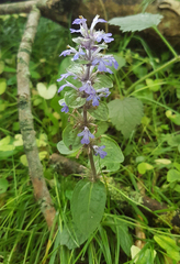Ajuga reptans