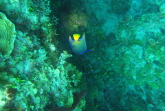 Holacanthus ciliaris