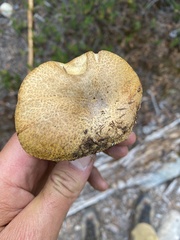 Suillus tomentosus