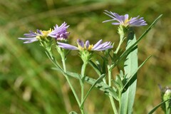 Symphyotrichum spathulatum