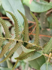 Coryphopteris japonica