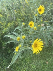 Helianthus maximiliani