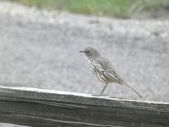 Oreoscoptes montanus