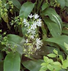 Allium ursinum