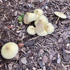 Leucocoprinus tricolor