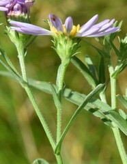 Symphyotrichum spathulatum