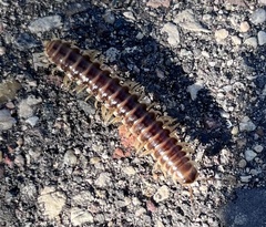 Pleuroloma flavipes