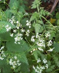 Anthriscus sylvestris