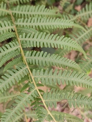 Coryphopteris japonica