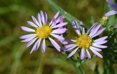 Symphyotrichum spathulatum