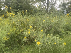 Helianthus maximiliani