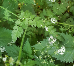 Anthriscus sylvestris