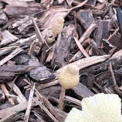 Leucocoprinus tricolor