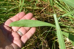 Symphyotrichum spathulatum