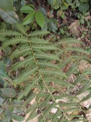 Coryphopteris japonica