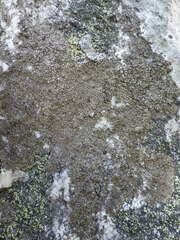 Protoparmelia badia