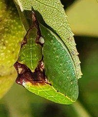 Prolimacodes badia