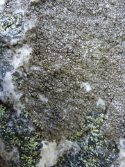 Protoparmelia badia