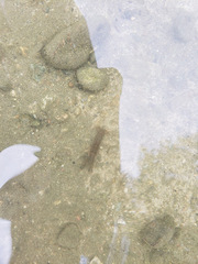 Faxonius virilis