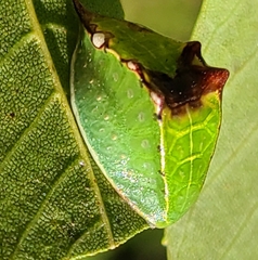 Prolimacodes badia