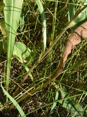 Symphyotrichum spathulatum