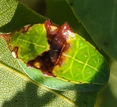 Prolimacodes badia