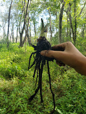 Symplocarpus foetidus