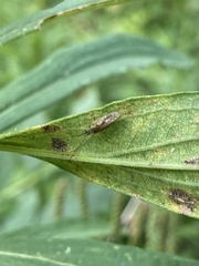 Psectra diptera