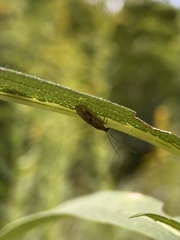 Psectra diptera